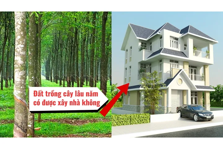 Hỏi đáp: Đất trồng cây lâu năm có được xây nhà không