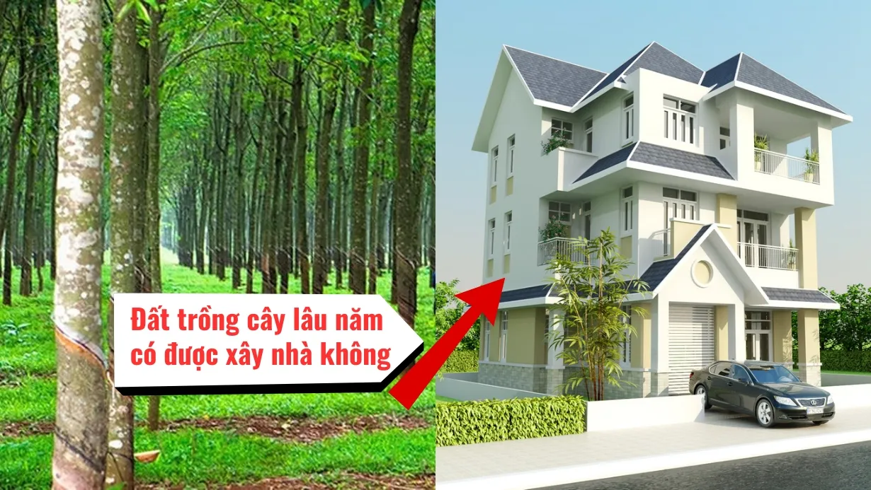 Hỏi đáp: Đất trồng cây lâu năm có được xây nhà không