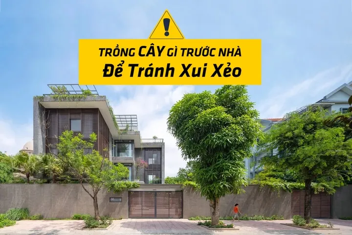 Nên trồng cây gì trước nhà để tránh xui xẻo